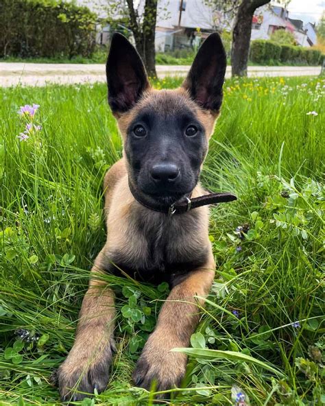 belgian malinois price